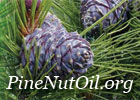 Pine Nut Oil Information